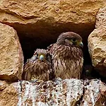 Manoir Du Boscau, Gilles Del Bosc *